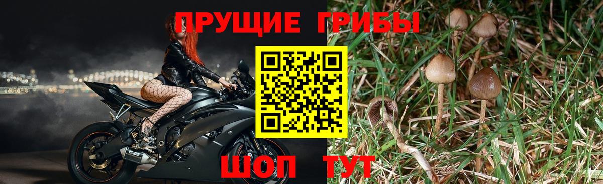 Псилоцибиновые грибы мухоморы Балашов
